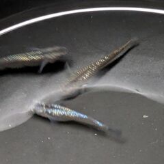 メダカの卵 めだか ミッドナイト