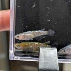 メダカの卵 めだか オリフィスの画像