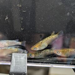 メダカの卵 めだか オリフィスの画像