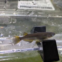 メダカの卵 めだか オボロ
