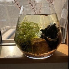メダカボトル②