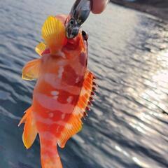 船釣り仲間募集