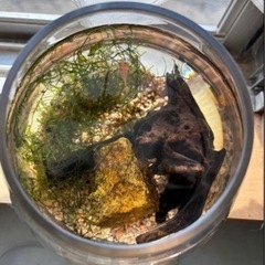 メダカボトル②の画像