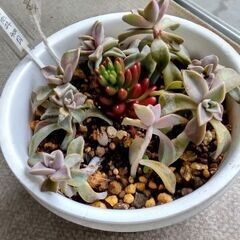 【多肉植物】多肉丼三種(虹の玉・朧月・クローンコエ)盛りの画像