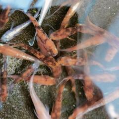  決まりました!!メダカめだか　三色メダカ、朱光菊メダカ、红白メ...