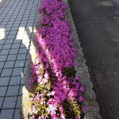 値下します　芝桜の挿し木苗売ります（1ポット150円）10ボット...