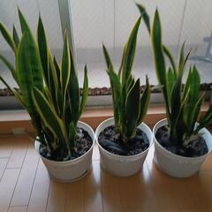 最終値下げ！観葉植物 サンスベリア3鉢セットの画像