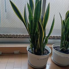 最終値下げ！観葉植物 サンスベリア3鉢セットの画像