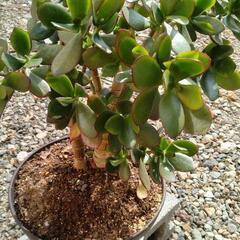 観葉植物