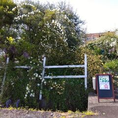 野菜をつくって　食べて幸せになる　well-being  三島育ちの野菜を三島の人の幸せにつなげたいの画像