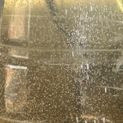 メダカ、小魚エサ、ミジンコ
