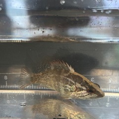 オヤニラミ５〜６cmの画像