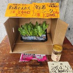 行者ニンニク
