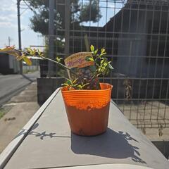ブルーベリー　苗　木