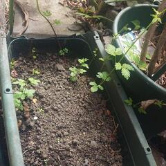 ホップの苗(根)差し上げます