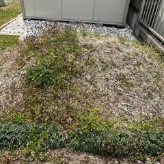 砂利と砂貰ってください
の画像