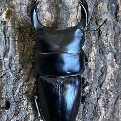 オオクワガタ　75ミリペア　能勢産