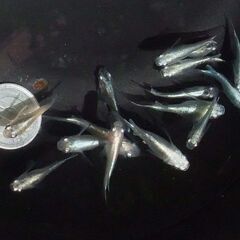 D-３  幹之 半ダルマ　１５匹　　の画像