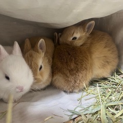 うさぎ赤ちゃん【応募多数のため一旦募集停止】