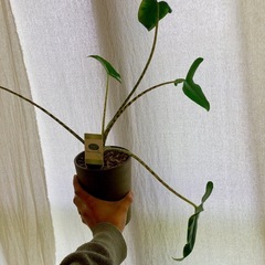アロカシア シベリアンタイガー観葉植物の画像