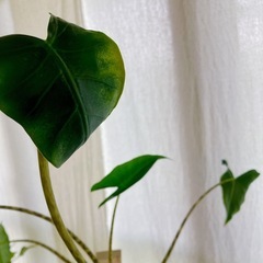 アロカシア シベリアンタイガー観葉植物の画像