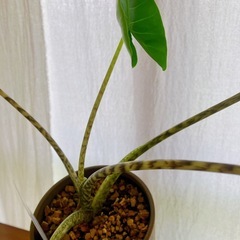 アロカシア シベリアンタイガー観葉植物の画像