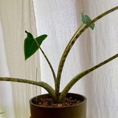 アロカシア シベリアンタイガー観葉植物の画像