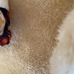 ペット用布団（猫、小型犬）
の画像