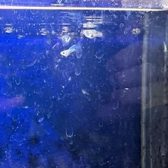 熱帯魚差し上げます