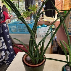 ワンコイン鉢カバー植物