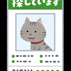 行方不明ペットに関するポスティング（中金子・下金子周辺1200軒）