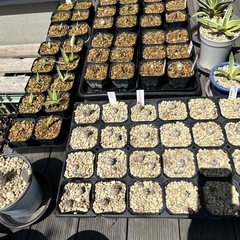 アガベ　パキポディウム　観葉植物などの画像