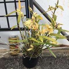 セッコク　黄花
