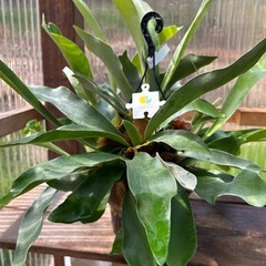 コウモリラン　観葉植物　5号の画像