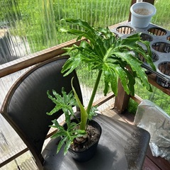 セローム　6号　観葉植物の画像