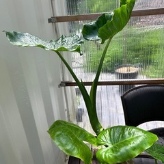 特大　クワズイモ　8号　観葉植物の画像