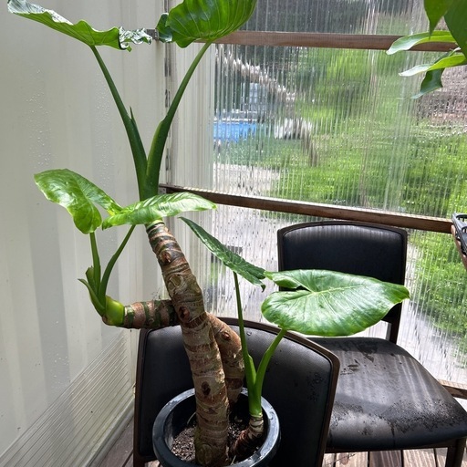 特大　クワズイモ　8号　観葉植物