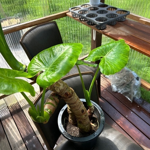 特大　クワズイモ　8号　観葉植物
