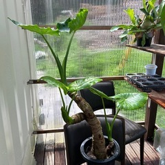 特大　クワズイモ　8号　観葉植物