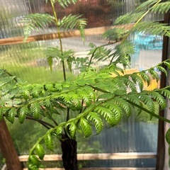 希少　特大　ヘゴの木　9号　観葉植物の画像