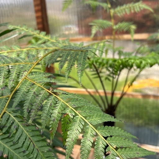 希少　特大　ヘゴの木　9号　観葉植物