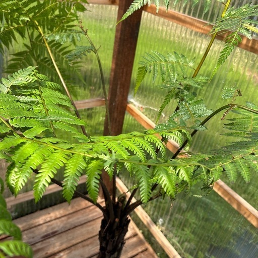 希少　特大　ヘゴの木　9号　観葉植物