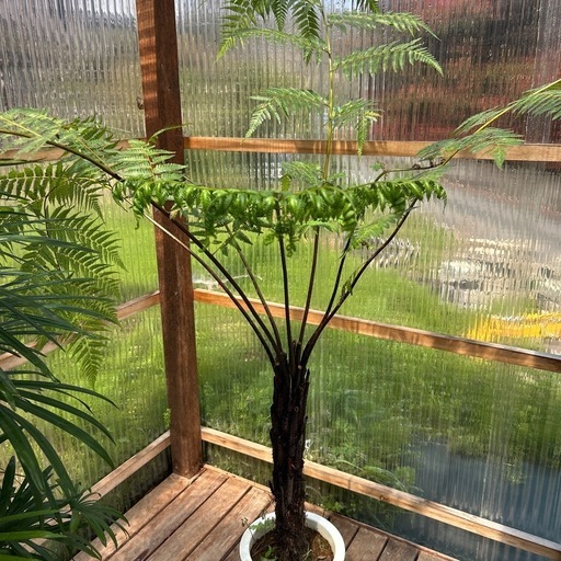 希少　特大　ヘゴの木　9号　観葉植物