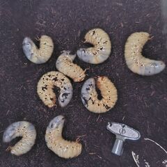 カブトムシの幼虫8匹の画像