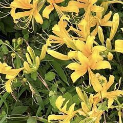 (大隅)彼岸花2球根