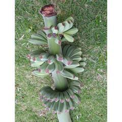 実質27粒以上 バナナの木の種　芭蕉　Musa basjoo 冬に強いバショウの画像