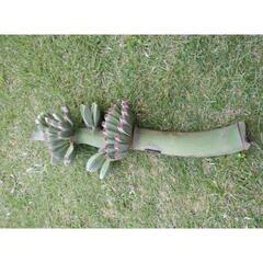 実質27粒以上 バナナの木の種　芭蕉　Musa basjoo 冬に強いバショウの画像