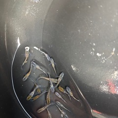 朱光菊ブルー✖️オーロラ黄ラメめだかミックス　の画像