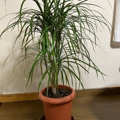 観葉植物　ドラセナ