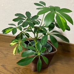 観葉植物　カポック